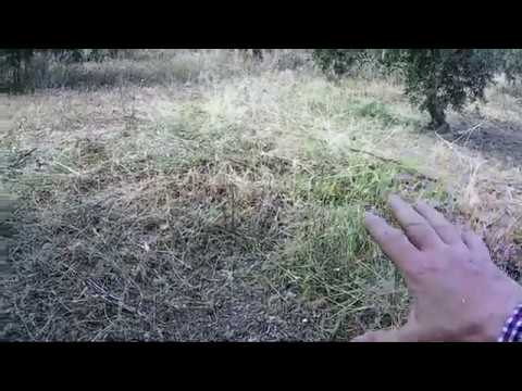 Desbroce del terreno: qué es y cuándo se hace para mantener tus plantas y jardín en óptimas condiciones