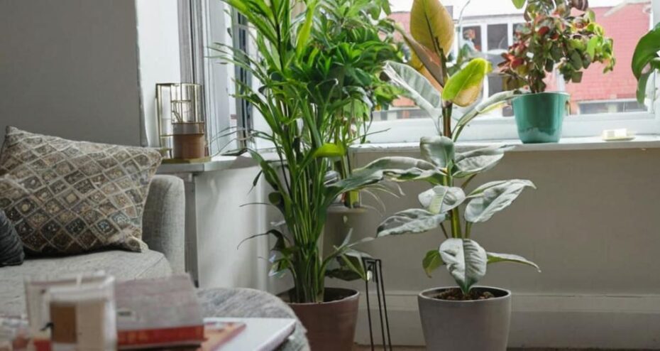 Descubre las 10 plantas de interior más fáciles de cuidar para principiantes