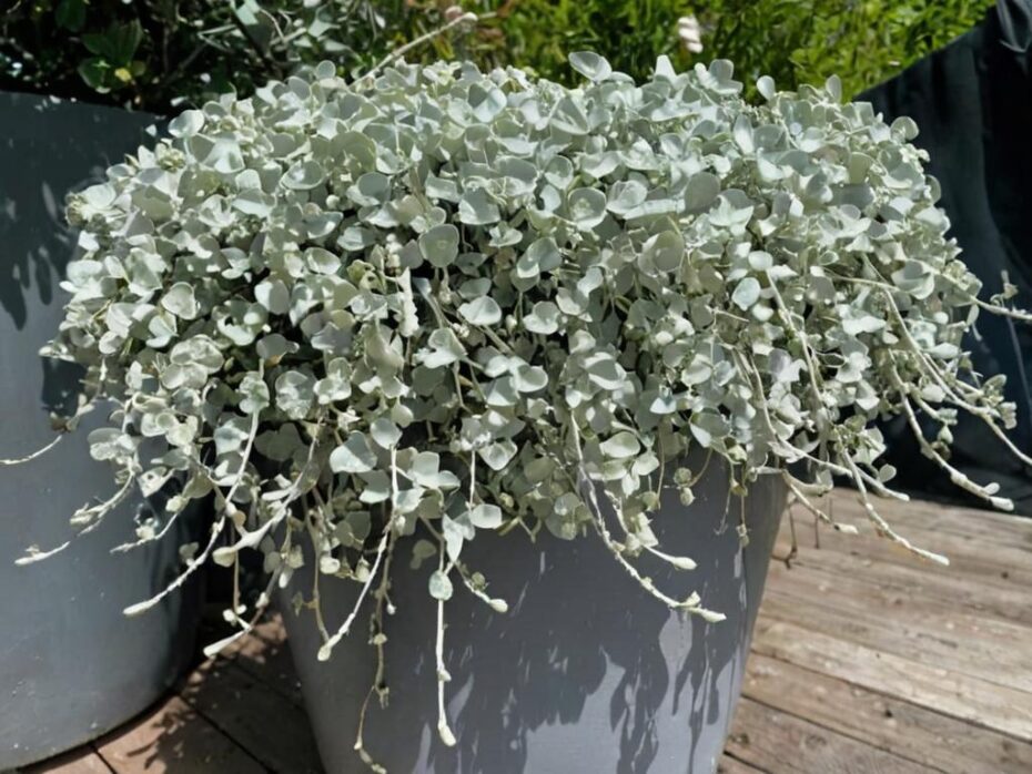 Dichondra argéntea conocida como oreja de ratón plateada