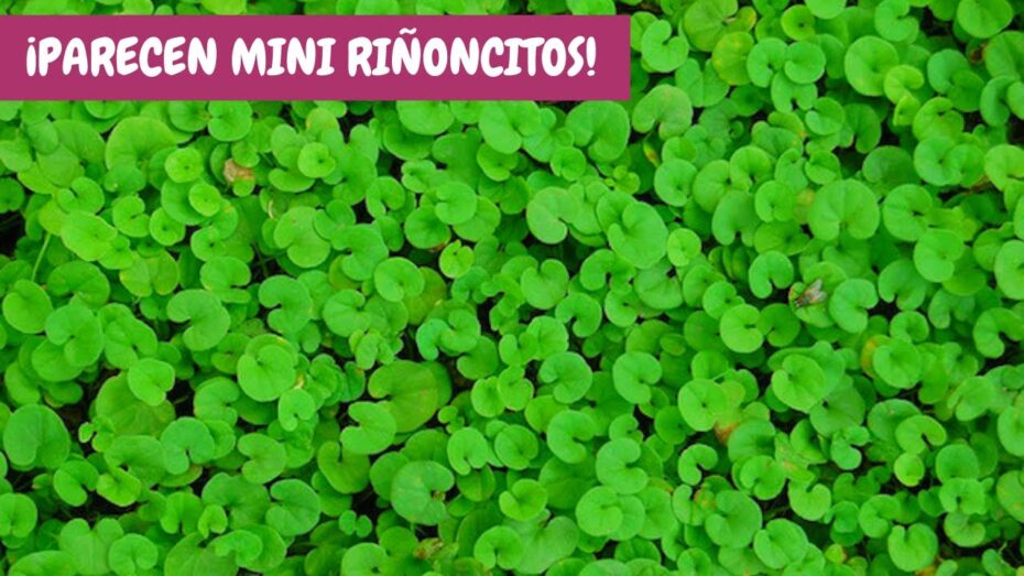 Cuidados de Dichondra repens: Todo lo que necesitas saber sobre esta planta