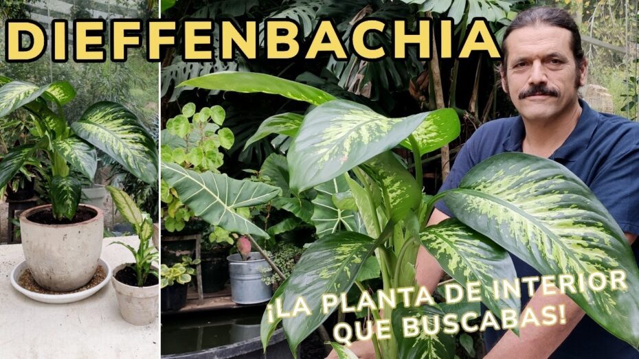 Cuidados de la Dieffenbachia seguine: todo lo que necesitas saber