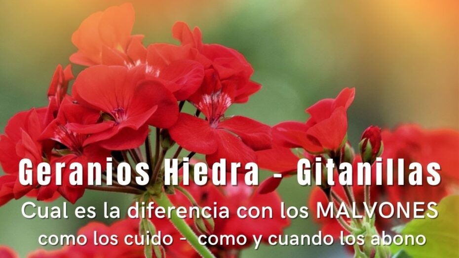 Diferencia entre geranio y gitanilla: conoce las características botánicas y cultivo
