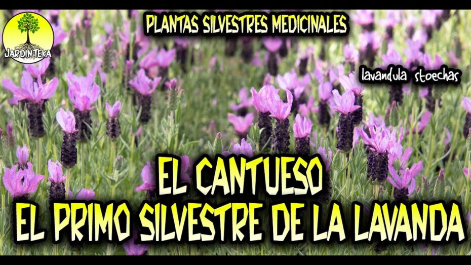 Diferencia entre lavanda y cantueso: conoce las características botánicas y propiedades de cada planta.