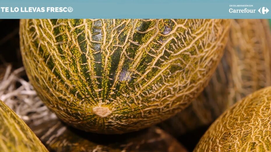 Diferencia entre melón macho y hembra: Guía completa para identificarlos