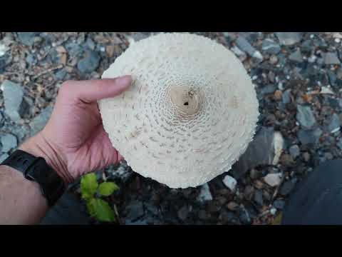 Lepiota y macrolepiota: descubre las diferencias entre estas dos especies de hongos