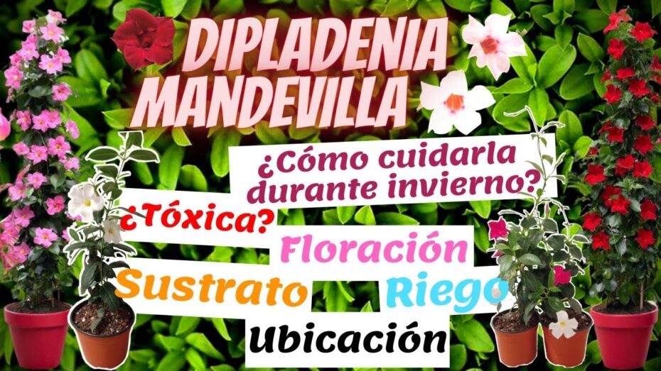 Enfermedades de la Dipladenia: Guía completa para su prevención y tratamiento