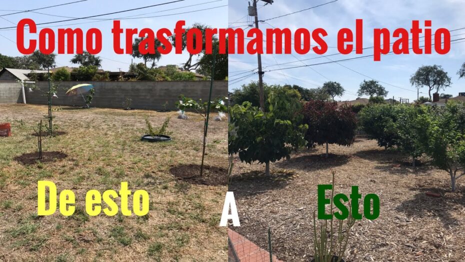 Distribución de árboles frutales en un terreno: Guía completa para maximizar su crecimiento y cosecha