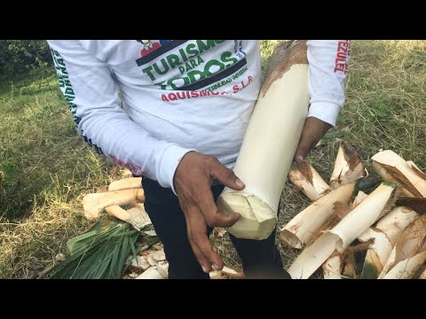Palmito en España: Lugares donde crece esta planta y su importancia botánica
