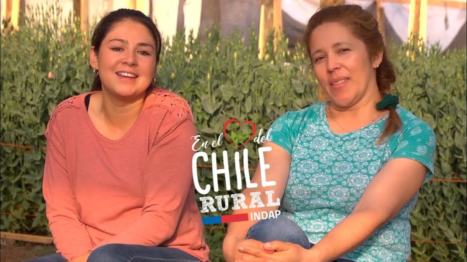 Cultivo de flores en España: Dónde y cómo cultivar hermosas plantas
