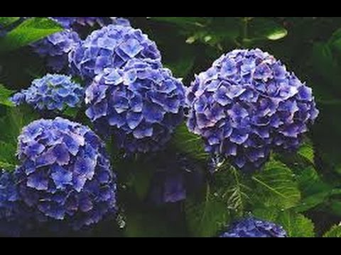 Plantar hortensias: Dónde y cómo cultivar estas hermosas flores