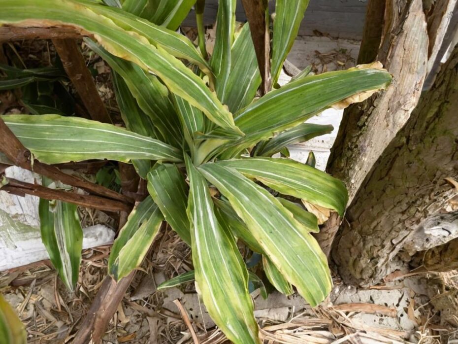 Dracaena fragrans