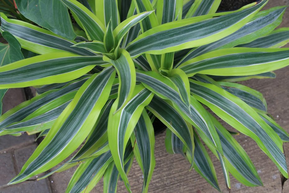 Drácena limón: Todo lo que debes saber sobre la variedad Dracaena deremensis ‘Lemon Lime’