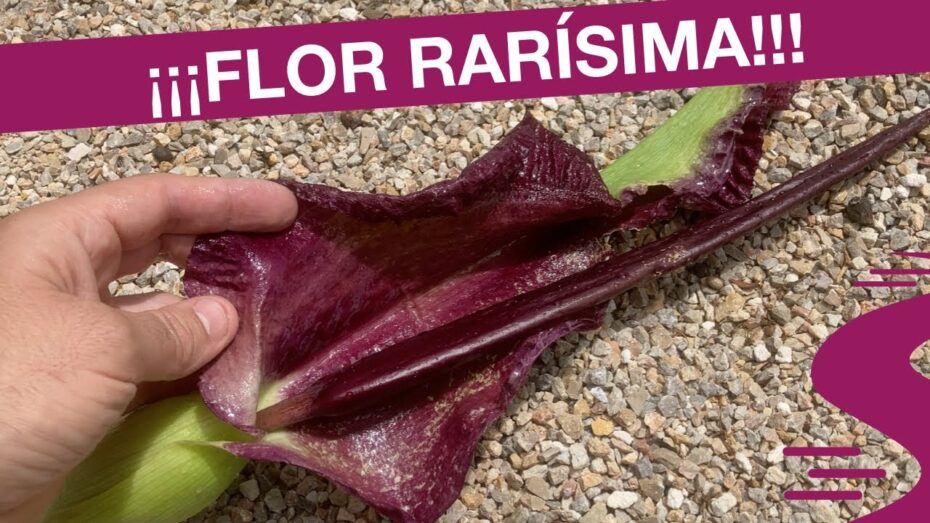 Dracunculus vulgaris: Características, cultivo y más sobre esta fascinante planta