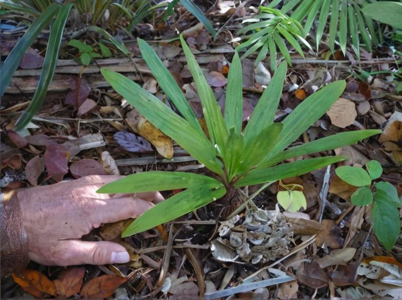Dypsis minuta, la palmera más pequeña del mundo