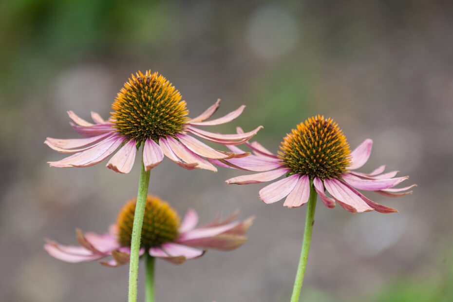 Todo lo que debes saber sobre la Echinacea: usos, beneficios y cuidados
