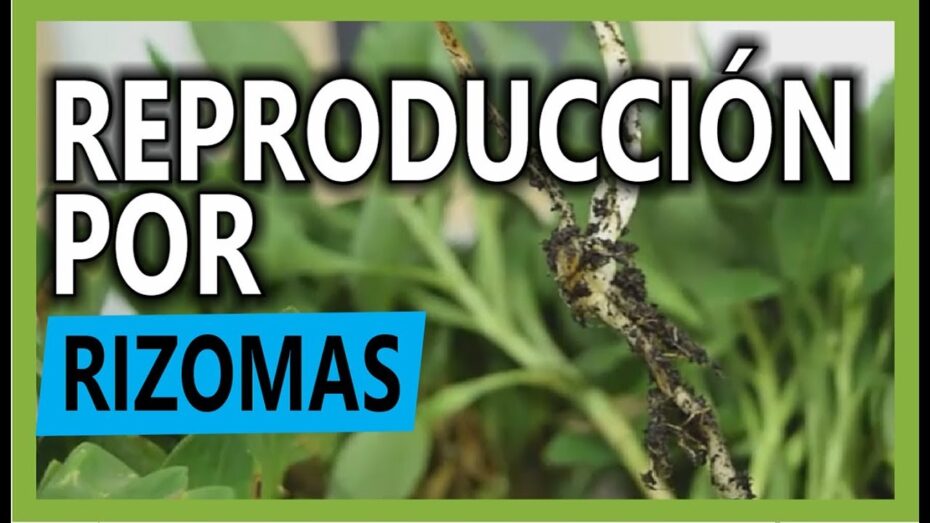 Rizomas: Ejemplos y características de estas plantas de raíces subterráneas