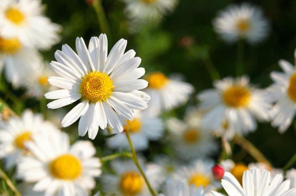El significado de las margaritas: qué simbolizan y cómo usarlas