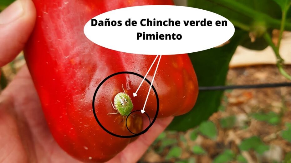 Eliminar la chinche verde en casa: Consejos expertos sobre control de plagas
