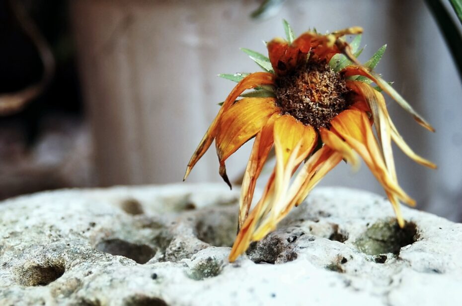 Elimina las flores muertas para promover la floración: Guía completa de botánica y consejos SEO