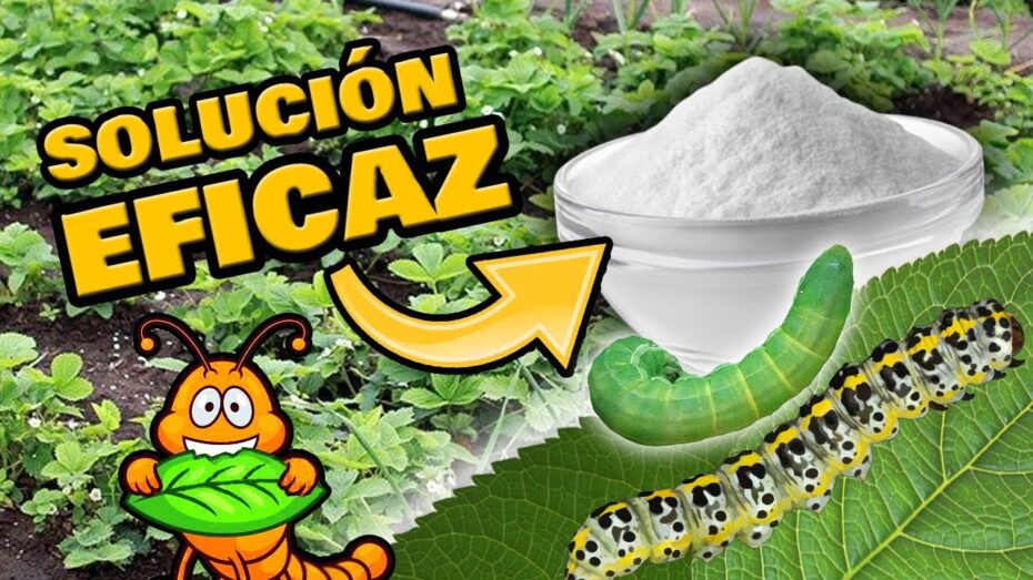 Eliminar gusanos verdes en las plantas: Guía completa de control y prevención