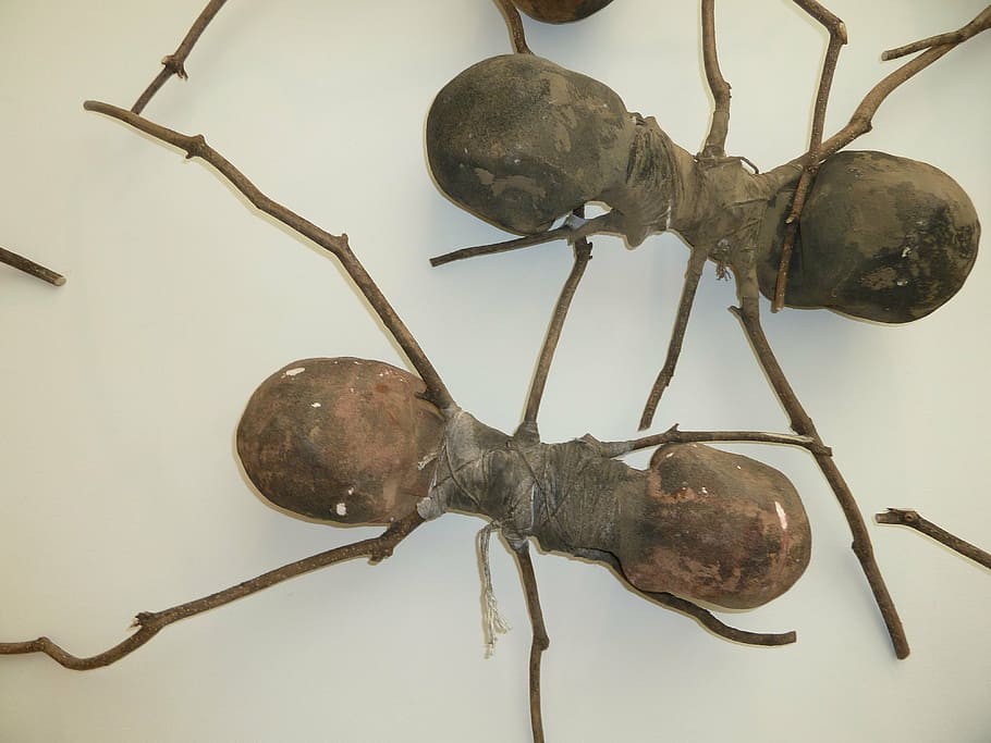 Eliminar hormigas de mi maceta: Guía completa para deshacerte de estos insectos en tus plantas