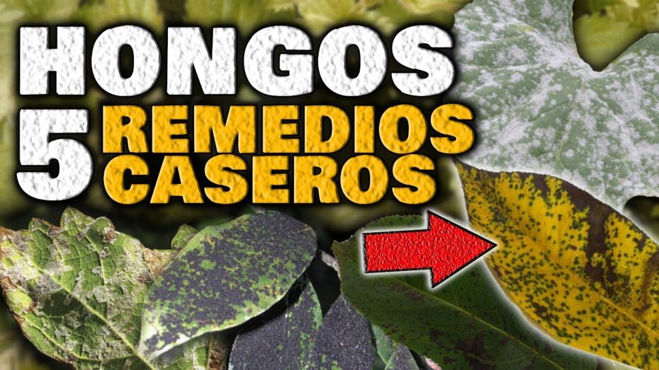 Moho blanco en las plantas: Cómo eliminarlo de manera efectiva