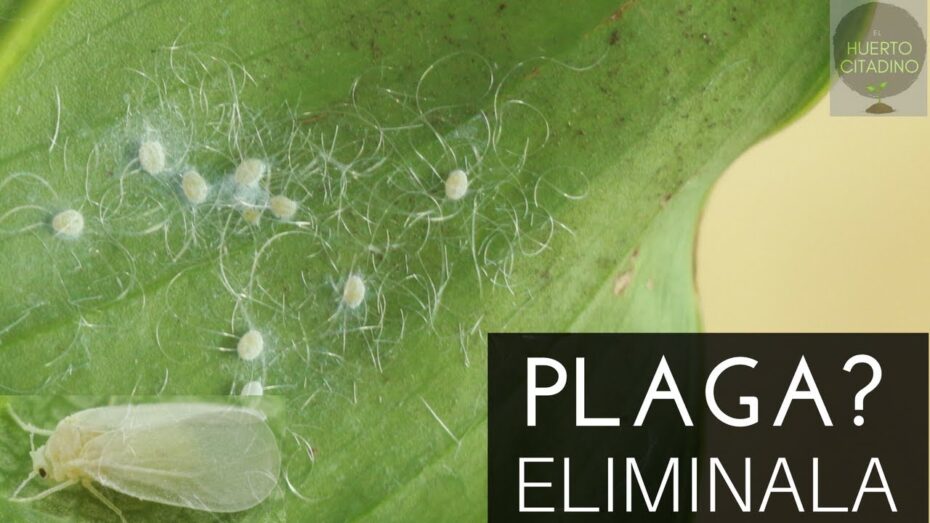 Eliminación de la mosca blanca de la marihuana: guía experta en control de plagas.