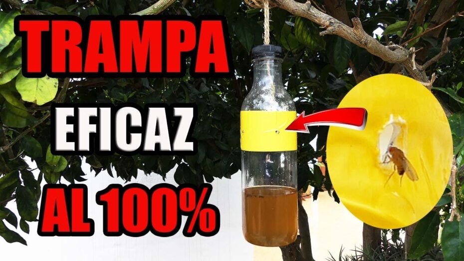 Elimina las moscas de la fruta: guía completa de control de plagas.