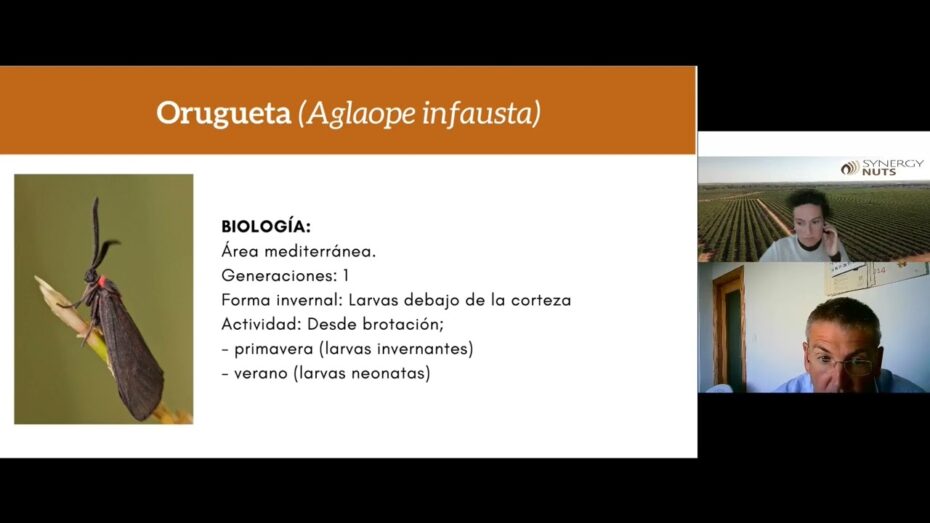 Eliminar el mosquito verde del almendro: guía completa de control y prevención.