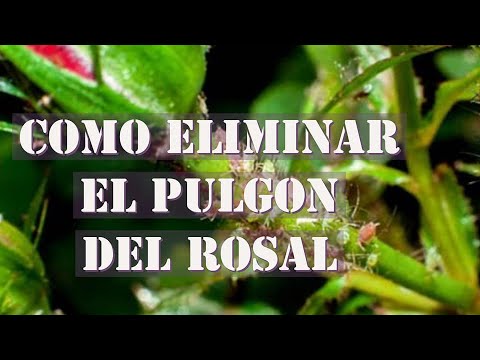 Elimina el pulgón verde de los rosales: guía completa para combatir esta plaga