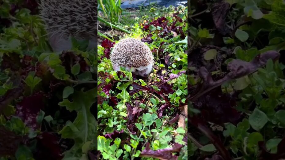 Qué hacer si encuentras un erizo en el jardín: consejos de experto en botánica