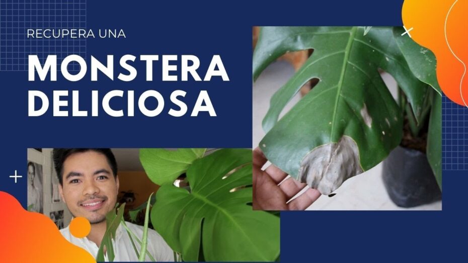 Costilla de Adán: Enfermedades y cómo prevenirlas