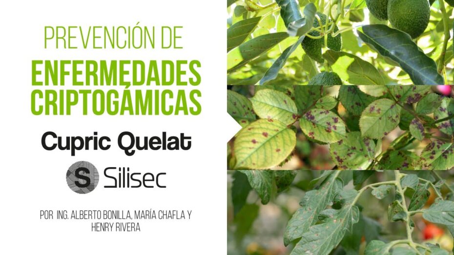 Enfermedades criptogámicas de las plantas: Guía completa para identificar y combatir los problemas fungales