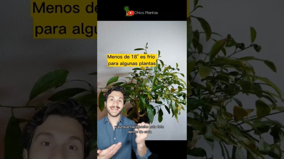 Dama de noche: Enfermedades comunes y cómo prevenirlas