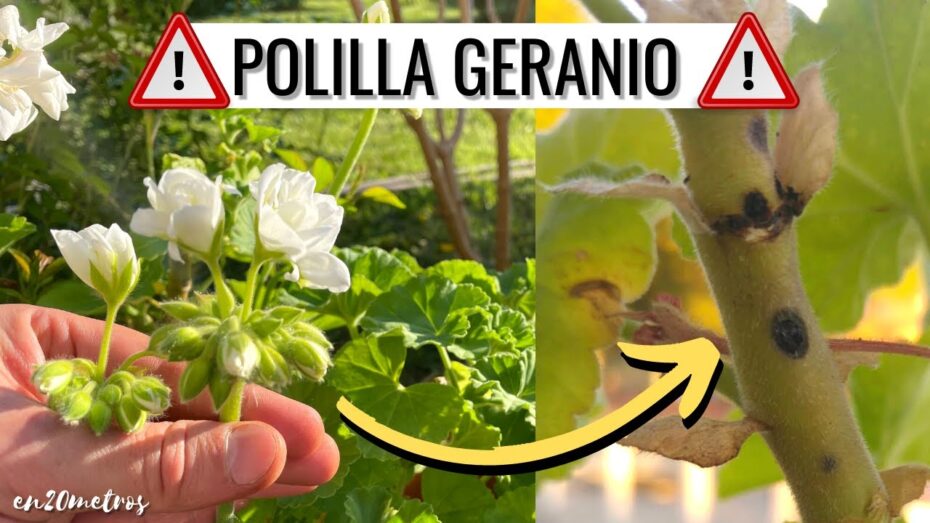 Geranios: Enfermedades comunes y cómo prevenirlas