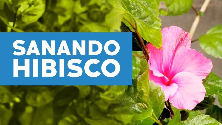Hibiscus: Guía completa sobre las enfermedades y cómo prevenirlas