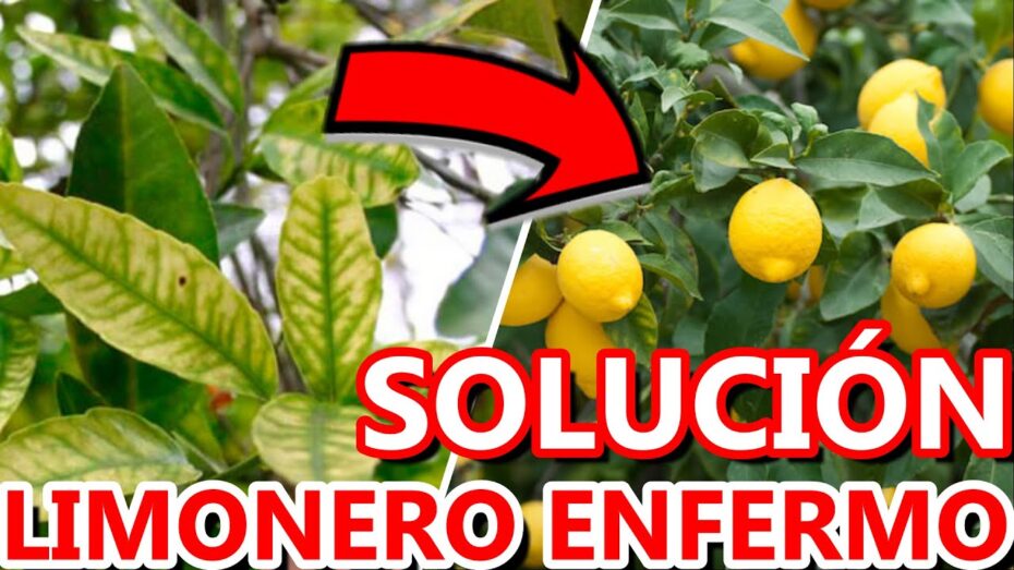 Hojas arrugadas en el limonero: descubre las enfermedades y cómo tratarlas