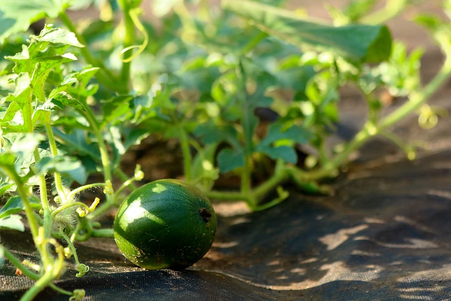 Melón: Enfermedades comunes y cómo prevenirlas