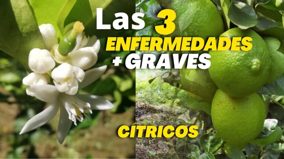Prevención y tratamiento de las enfermedades de los naranjos: Guía completa de botánica y cuidado
