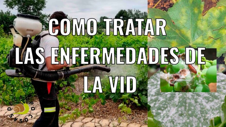 Parra: Conoce las enfermedades más comunes y cómo prevenirlas