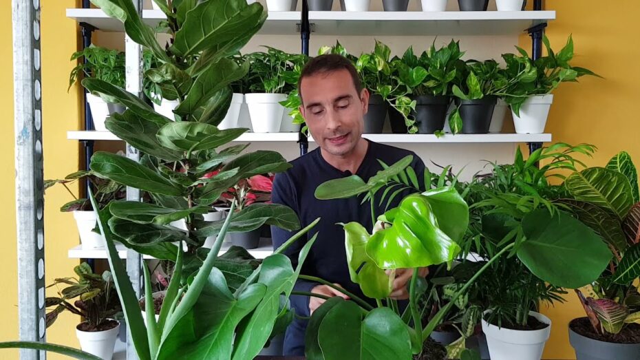 Enfermedades de las plantas de interior: Guía completa para prevenirlas y tratarlas