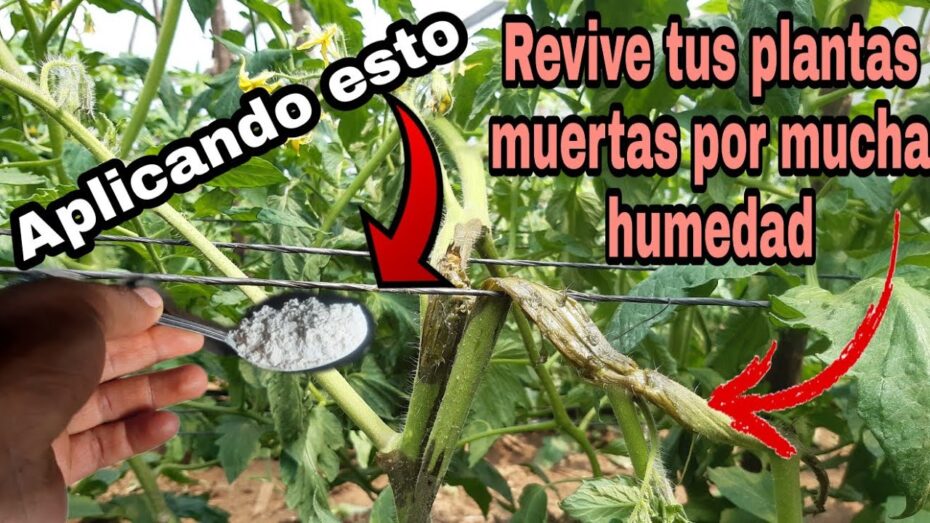 Tomate: Enfermedades por exceso de humedad y cómo prevenirlas