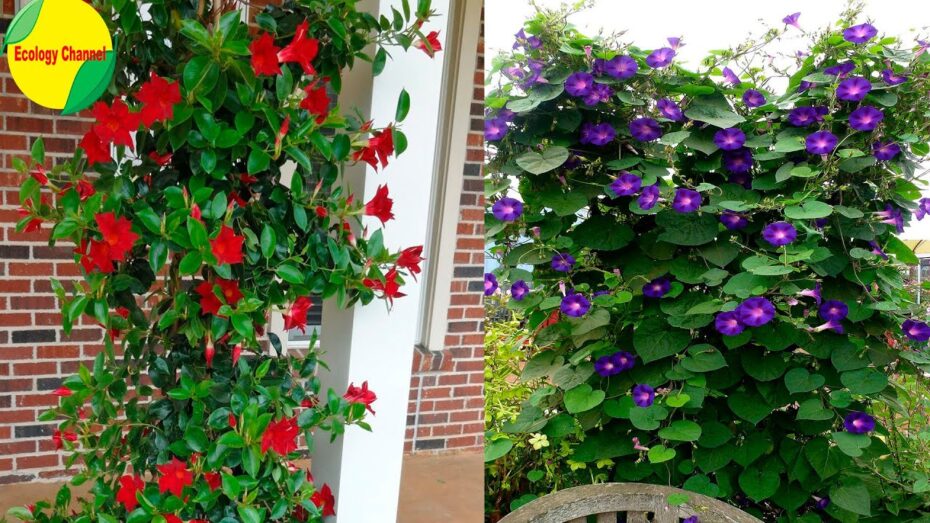 Perennes enredaderas con flores: todo lo que debes saber sobre estas plantas