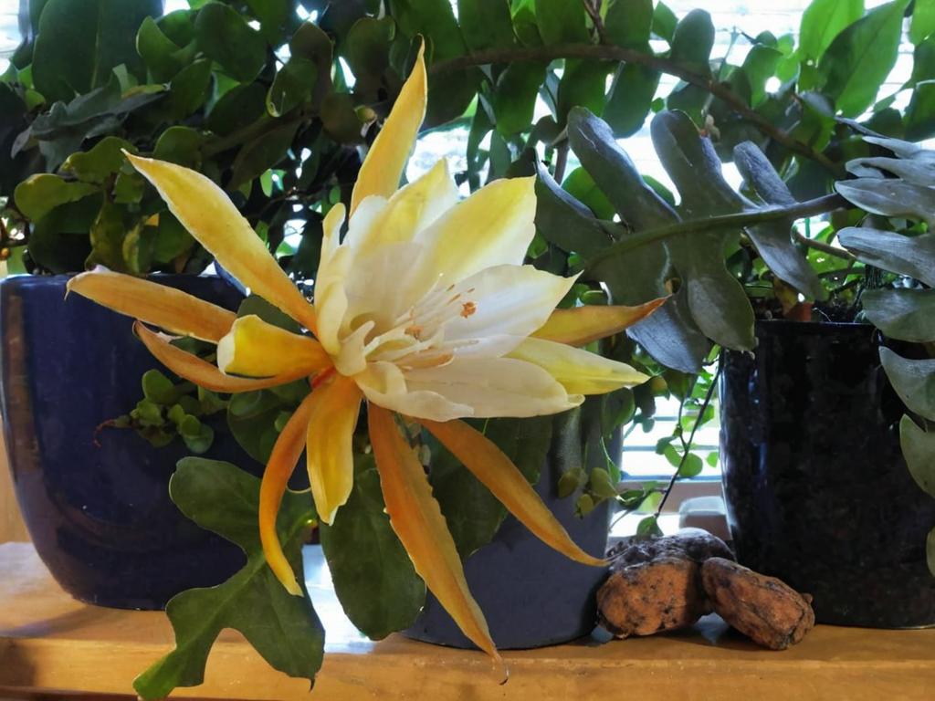 Epiphyllum anguliger: características principales y cuidados