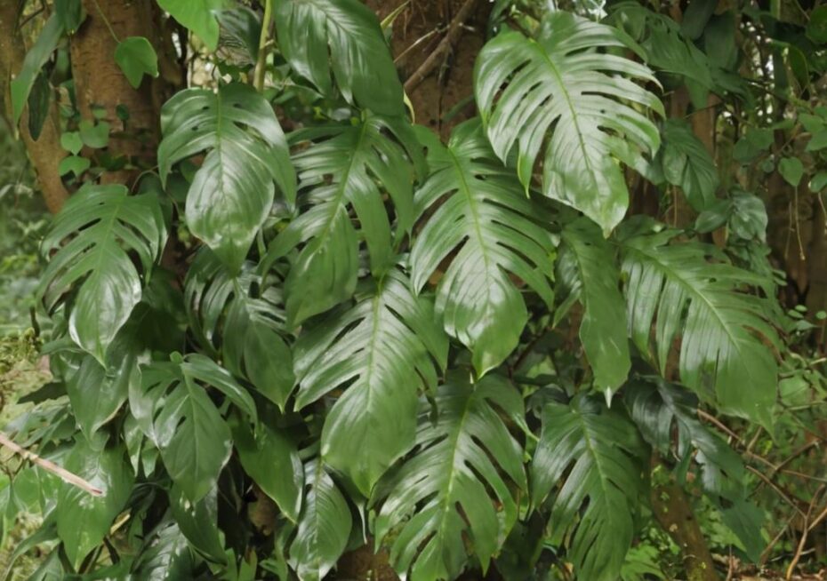Epipremnum pinnatum: características y cuidados principales