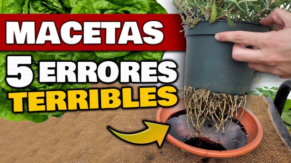 Los errores más comunes al cuidar plantas en maceta: guía para evitarlos