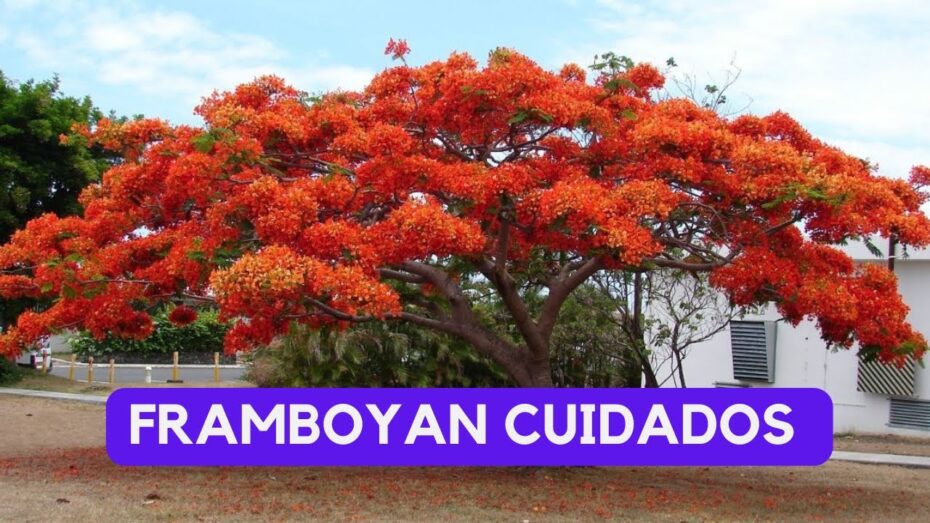 Errores comunes en el cultivo del árbol flamboyan: Guía para evitarlos