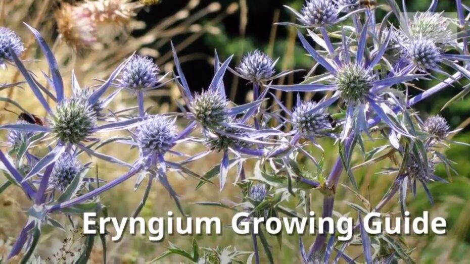 Eryngium: Descubre todo sobre esta fascinante planta y su importancia en la botánica