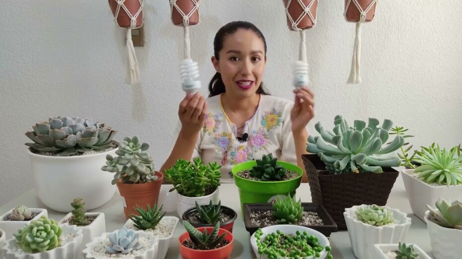 Beneficios de la luz artificial para las plantas: ¿es buena opción?