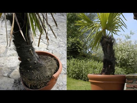 Palmera Washingtonia en maceta: Descubre cómo tenerla en tu hogar de manera fácil y exitosa.